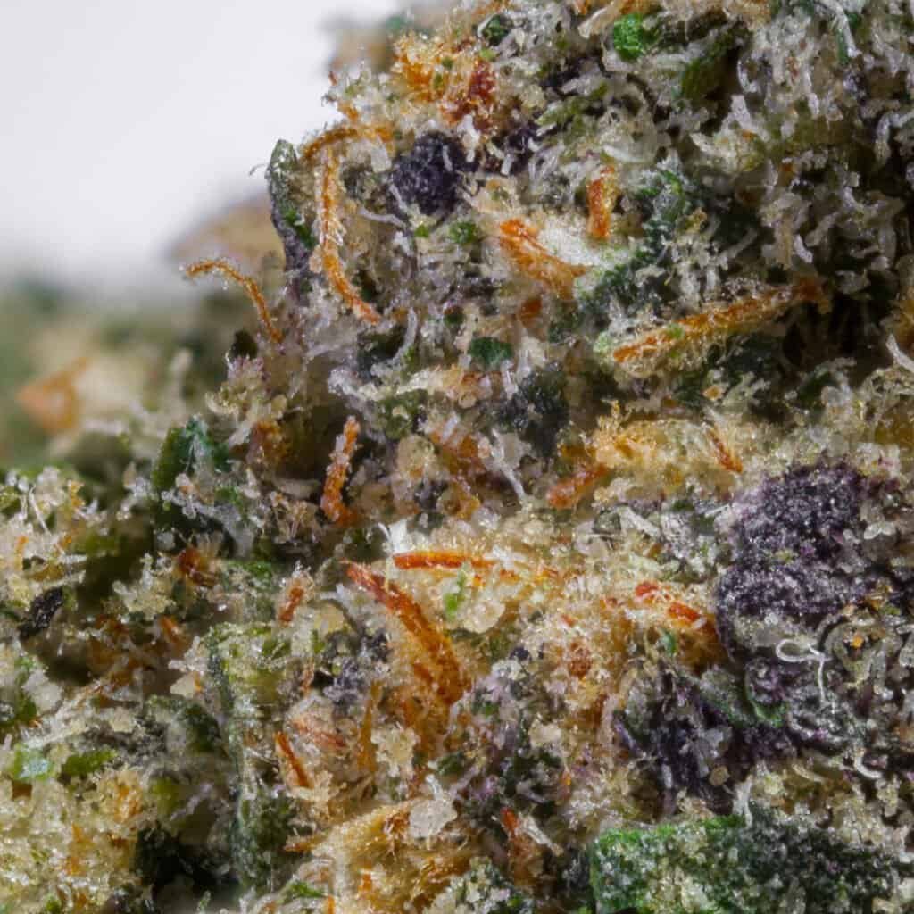 Rainbow Sherbert 11 RS11 Cannabis Strain | Darwin Farms