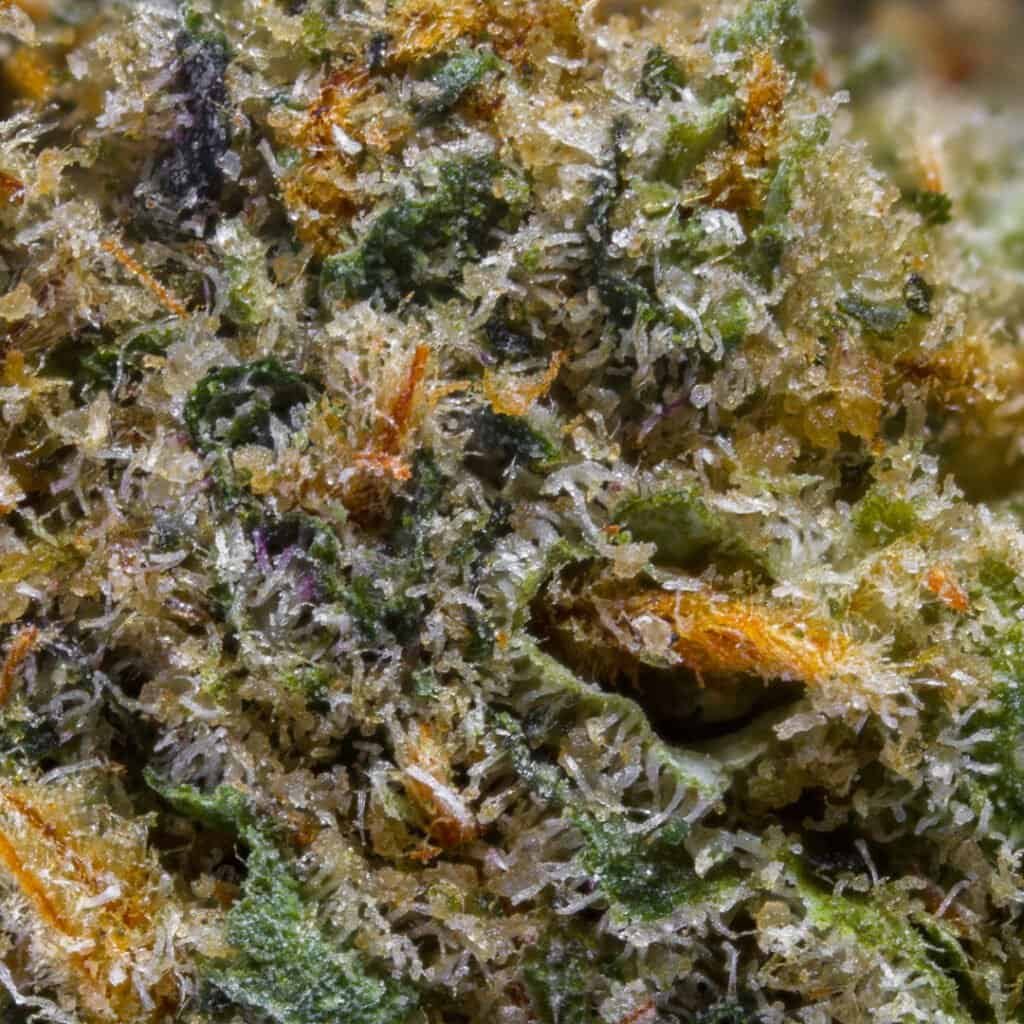 Rainbow Sherbert 11 RS11 Cannabis Strain | Darwin Farms