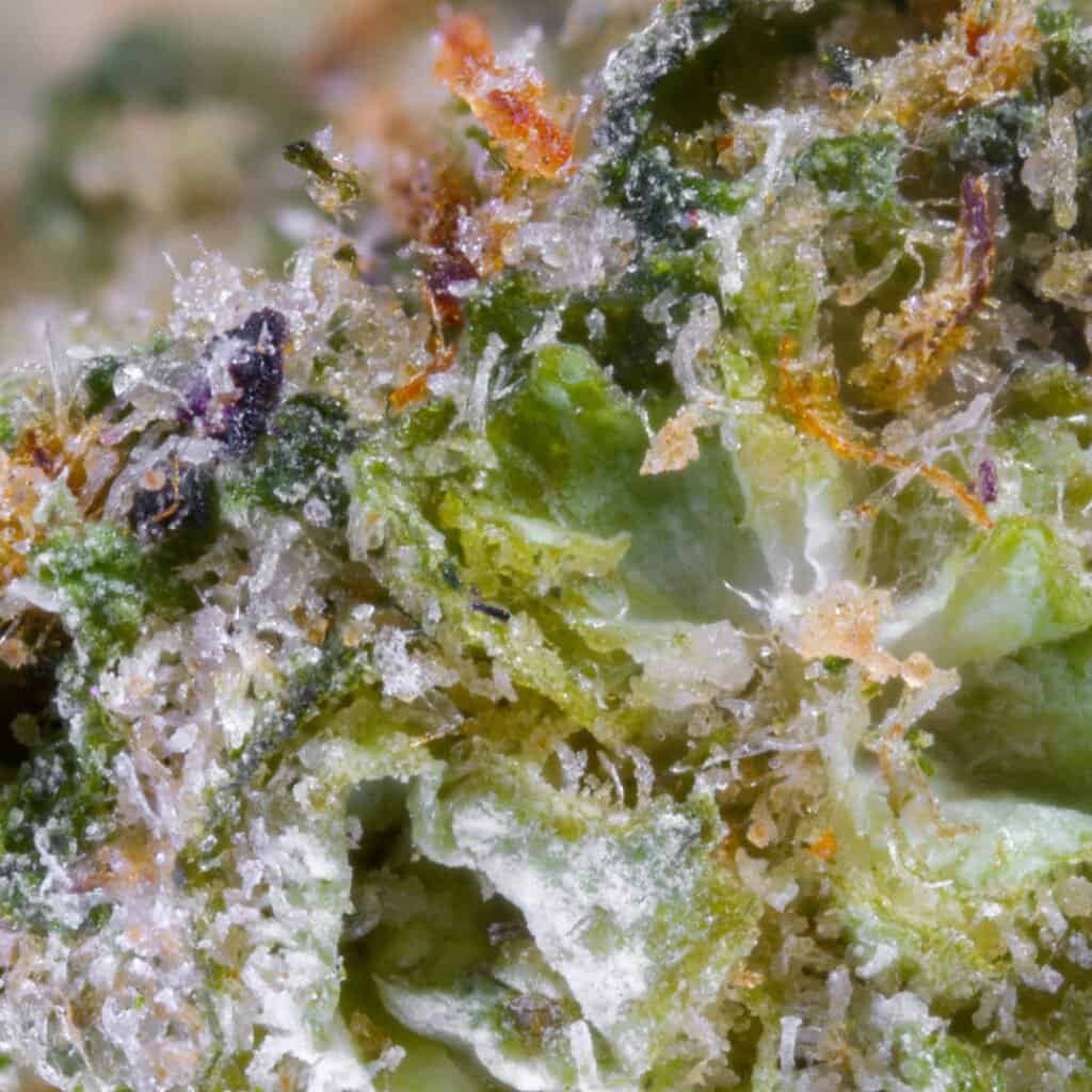Rainbow Sherbert 11 RS11 Cannabis Strain | Darwin Farms