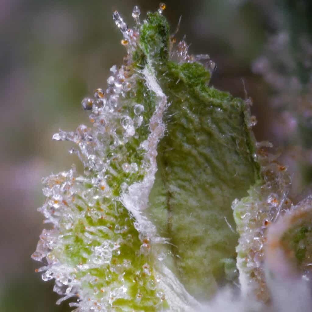 Rainbow Sherbert 11 RS11 Cannabis Strain | Darwin Farms