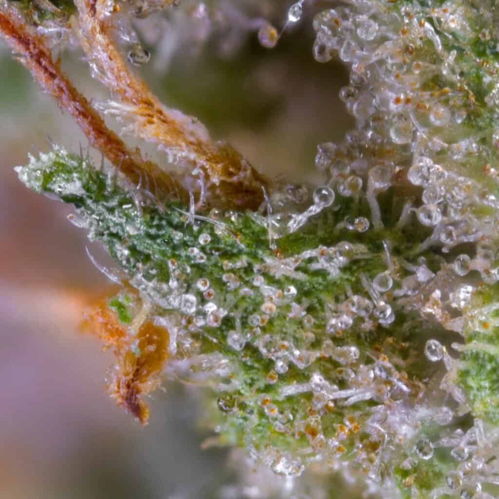 Rainbow Sherbert 11 RS11 Cannabis Strain | Darwin Farms