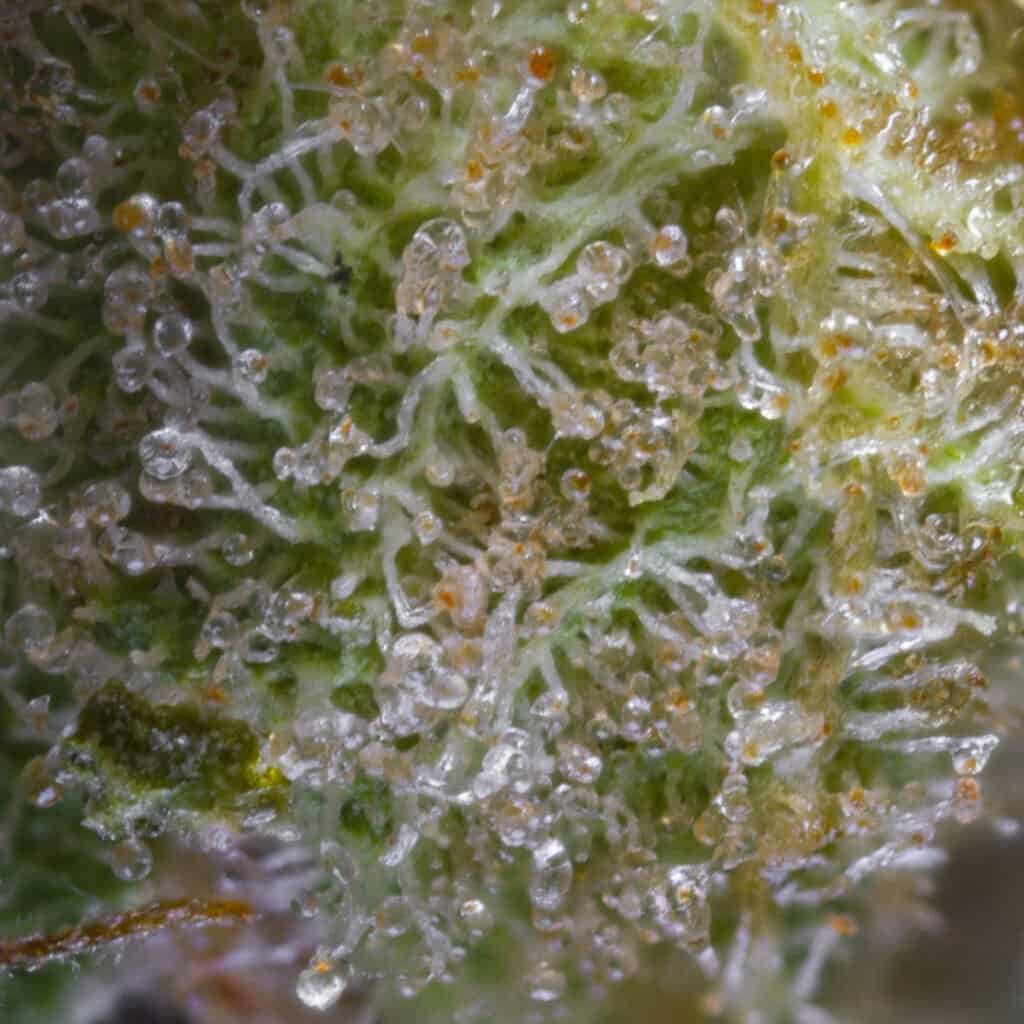 Rainbow Sherbert 11 RS11 Cannabis Strain | Darwin Farms