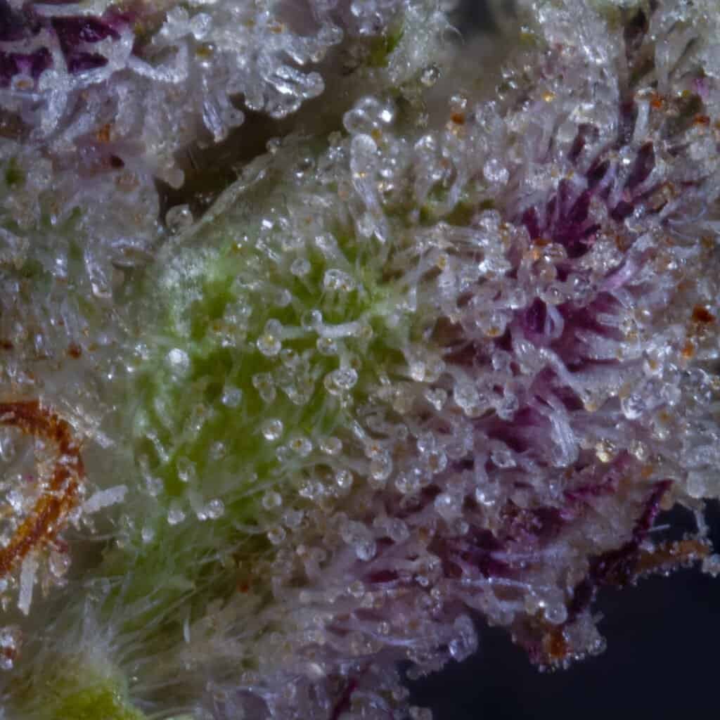 Wendy Cannabis Strain | Squints x Foreign Genetics