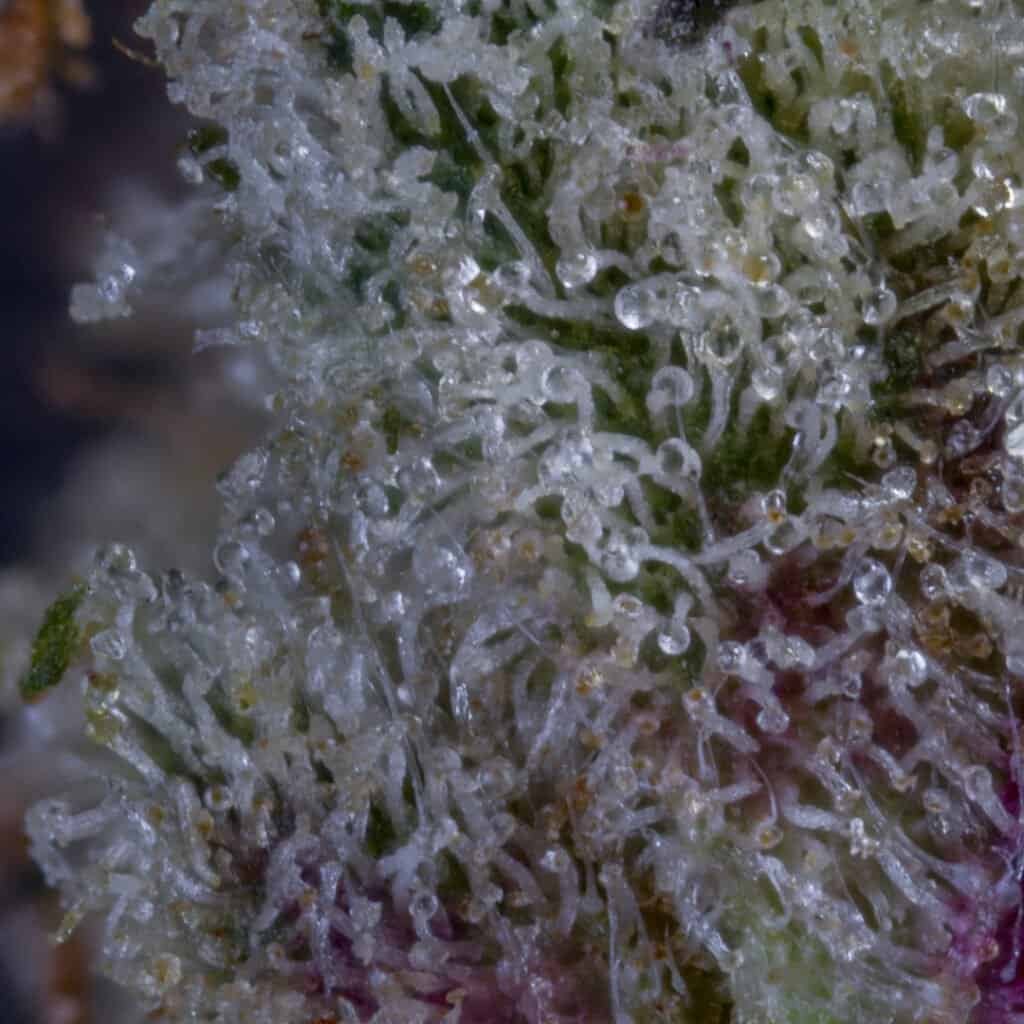 Wendy Cannabis Strain | Squints x Foreign Genetics