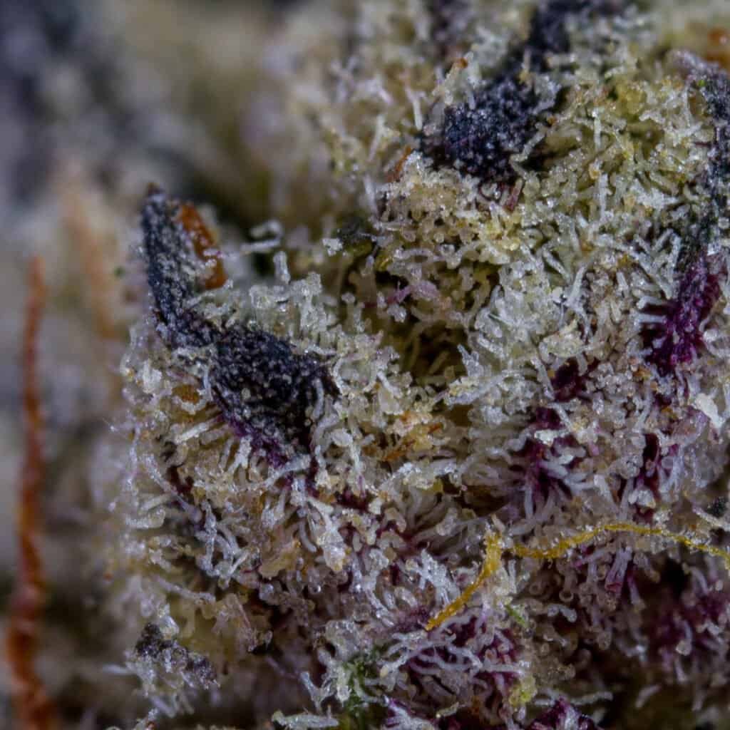 Wendy Cannabis Strain | Squints x Foreign Genetics