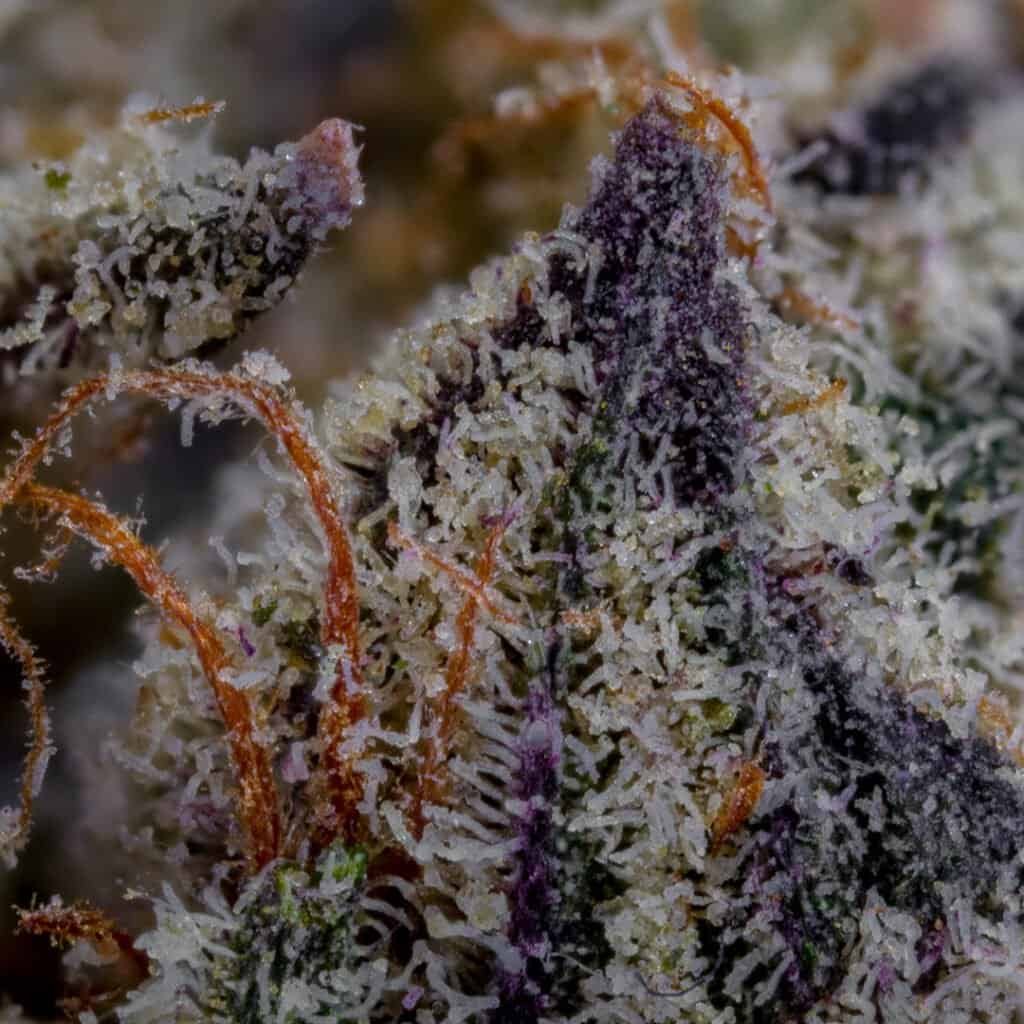 Wendy Cannabis Strain | Squints x Foreign Genetics