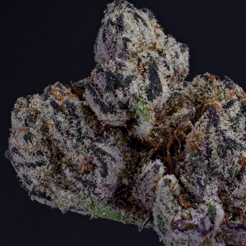 Wendy Cannabis Strain | Squints x Foreign Genetics