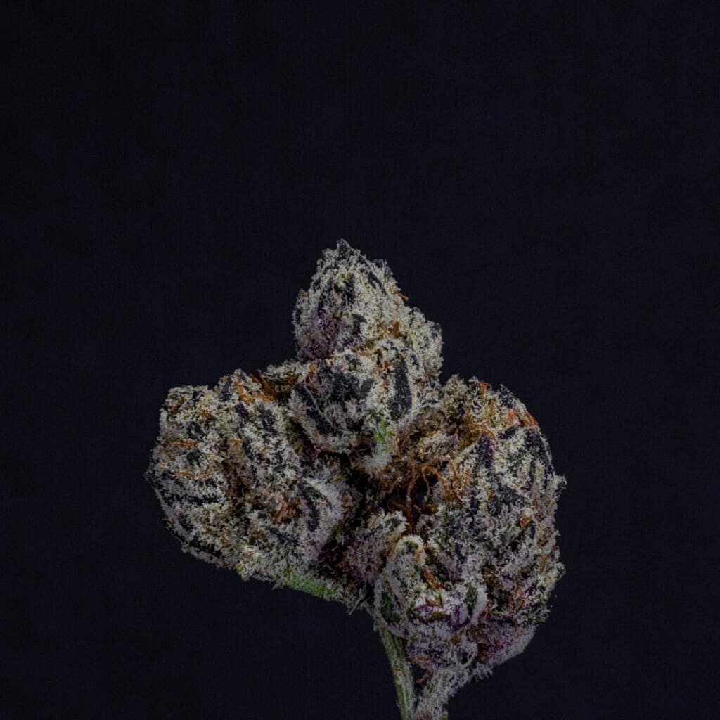 Wendy Cannabis Strain | Squints x Foreign Genetics