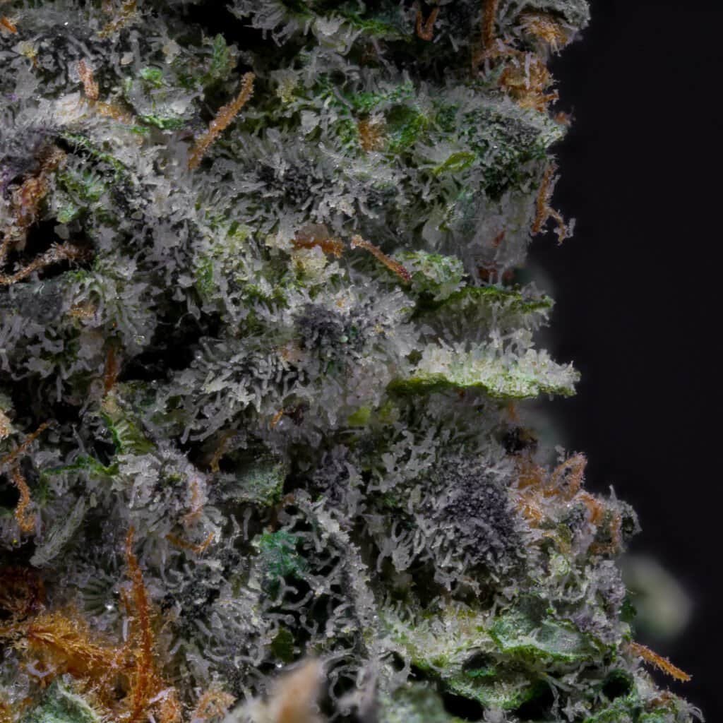 Dr Freeze Cannabis Strain | Blueprint