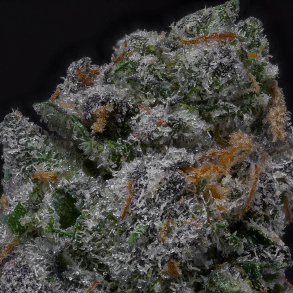 Dr Freeze Cannabis Strain | Blueprint