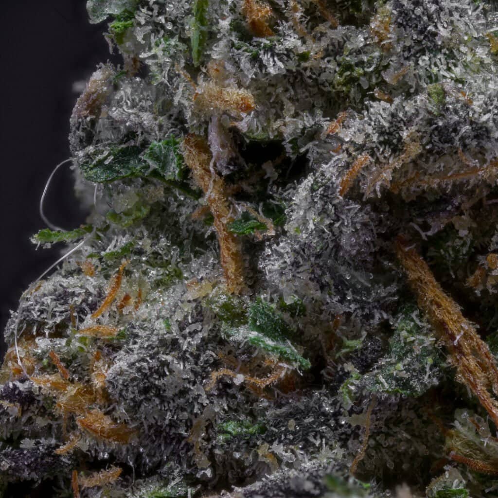 Dr Freeze Cannabis Strain | Blueprint