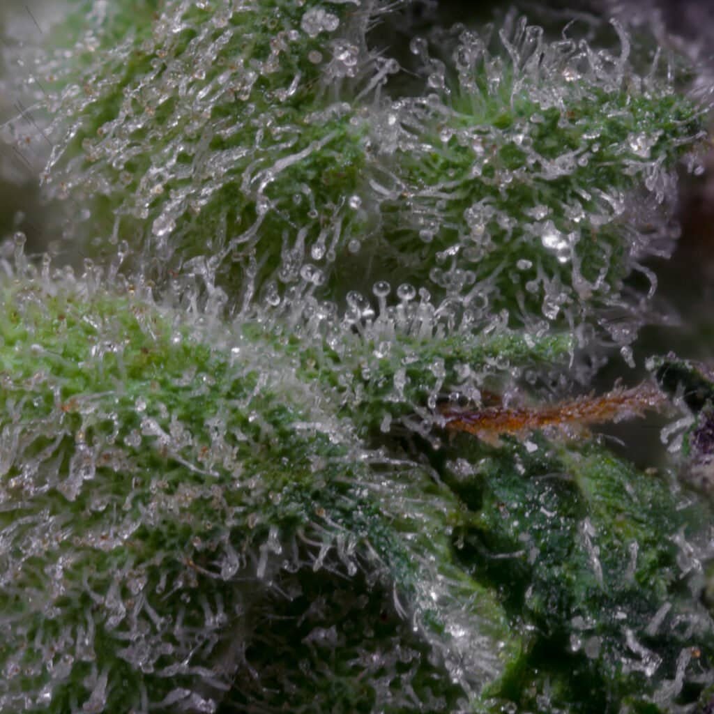 Dr Freeze Cannabis Strain | Blueprint