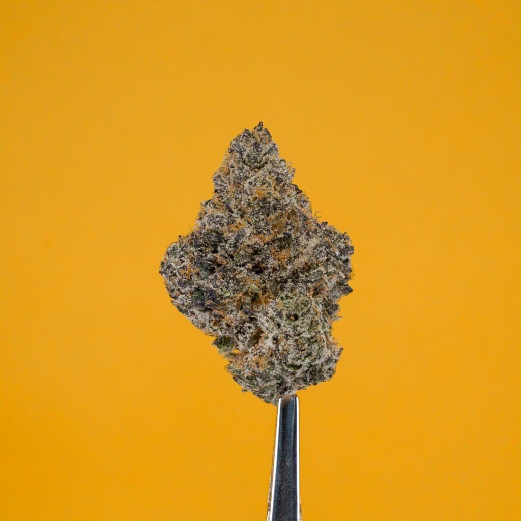 Orange Creamsicle Cannabis Strain | PacMenDC