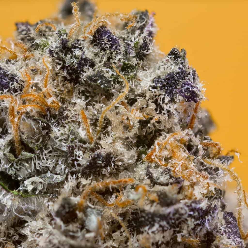 Orange Creamsicle Cannabis Strain | PacMenDC