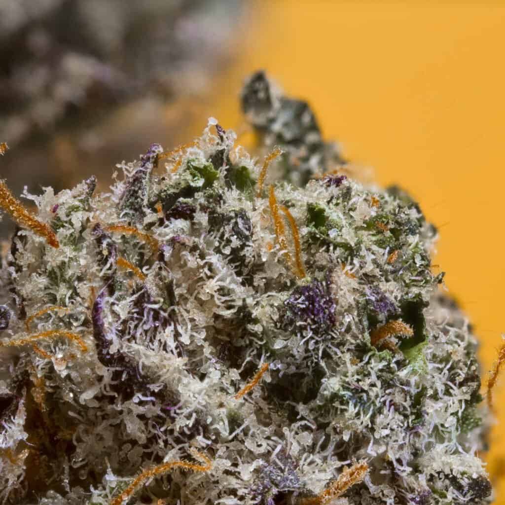 Orange Creamsicle Cannabis Strain | PacMenDC