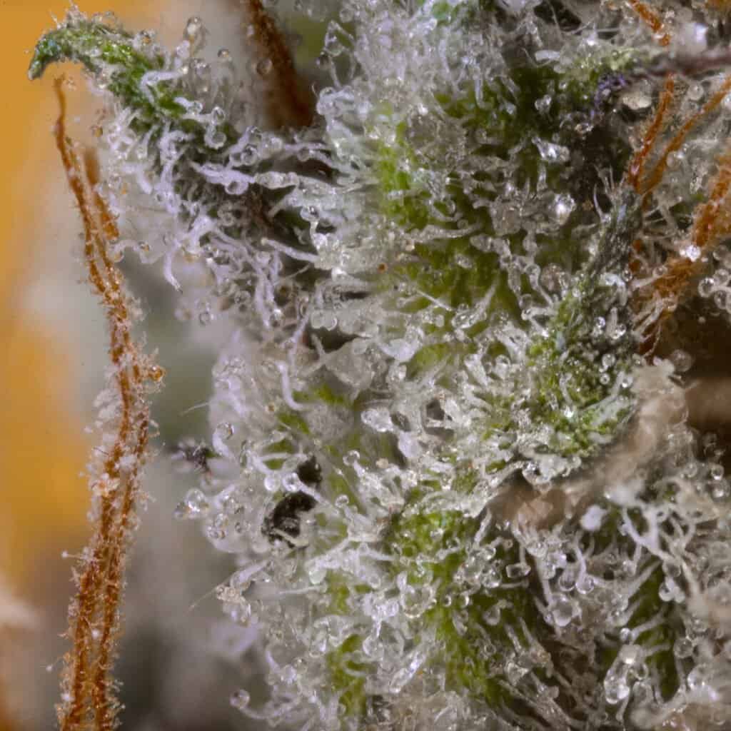 Orange Creamsicle Cannabis Strain | PacMenDC