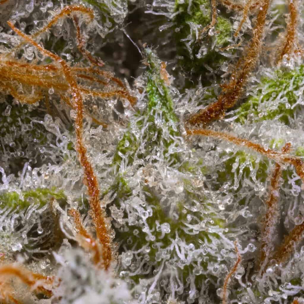 Orange Creamsicle Cannabis Strain | PacMenDC