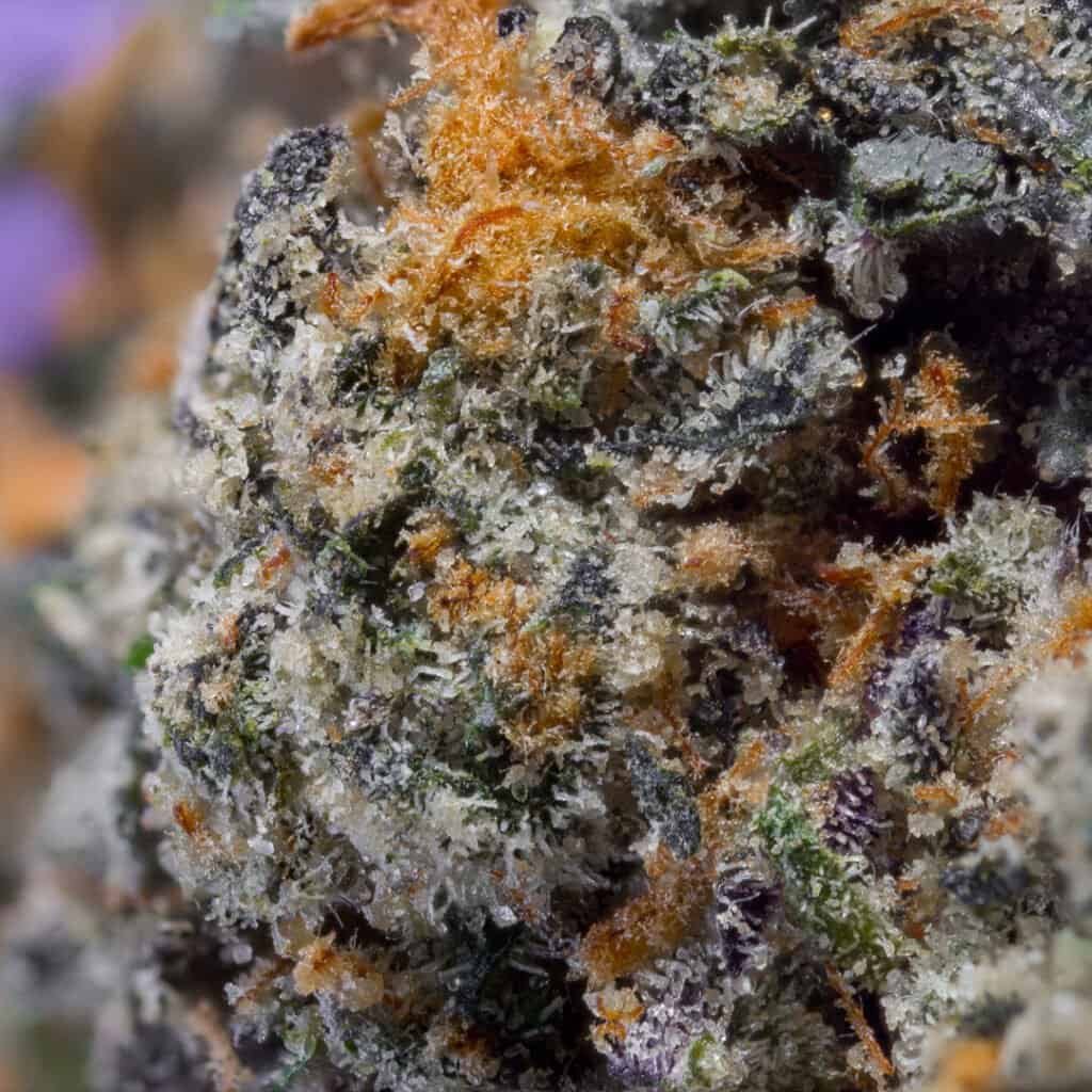 Rainbow Sherbert x Ether Cannabis Strain | PacMen