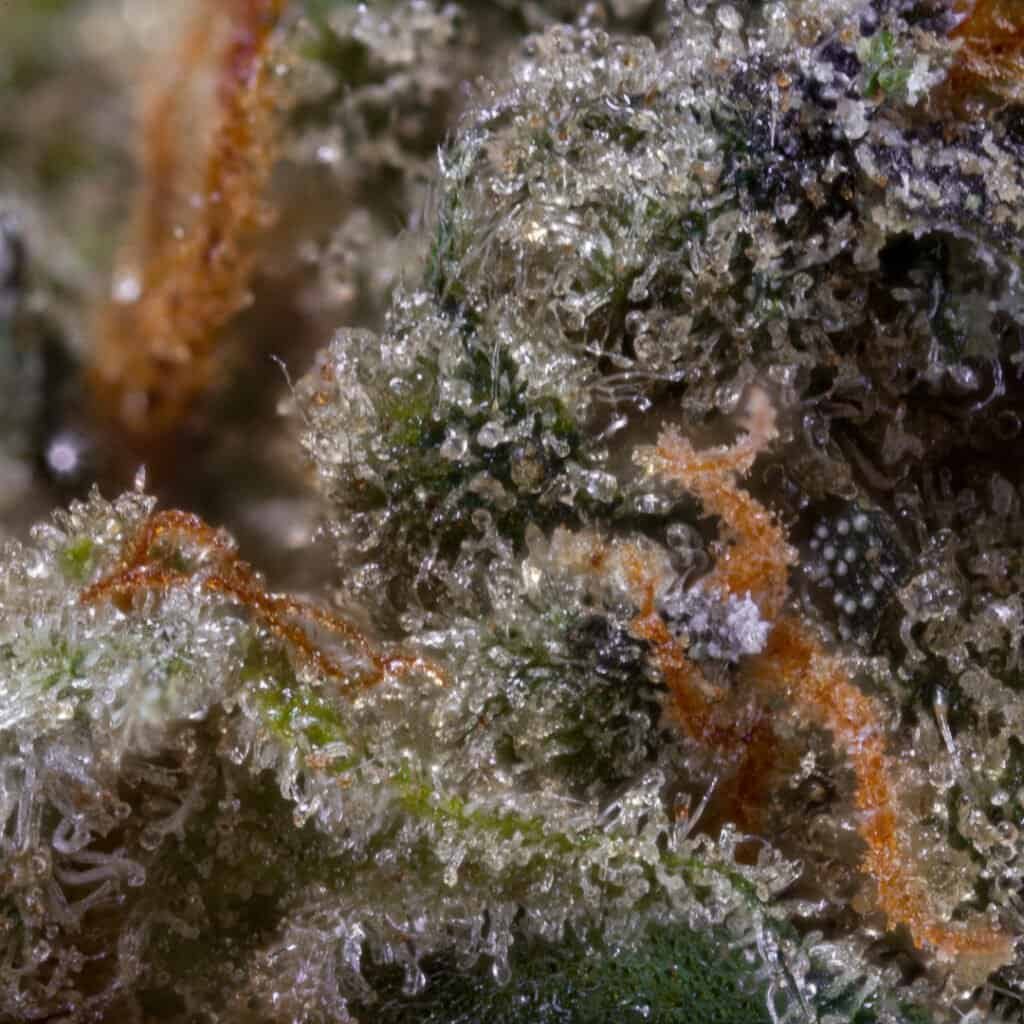 Rainbow Sherbert x Ether Cannabis Strain | PacMen