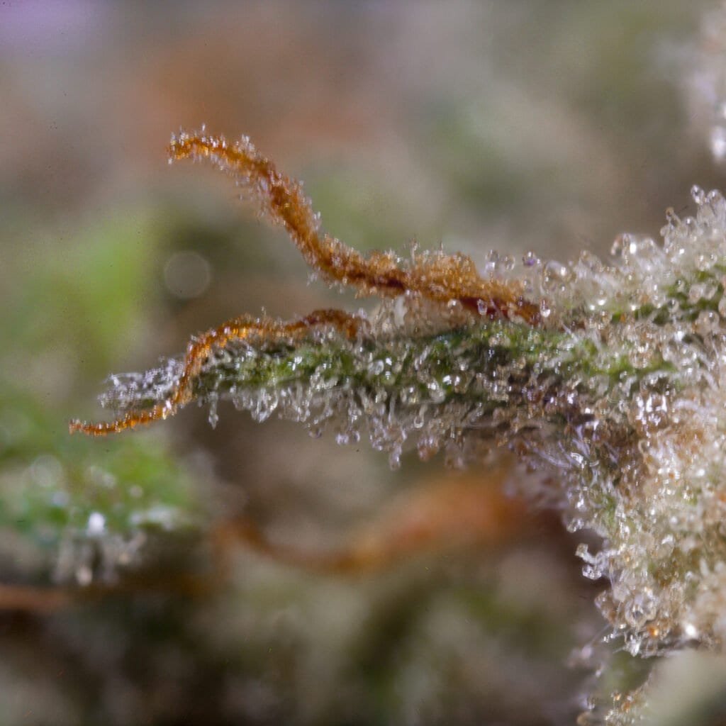 Rainbow Sherbert x Ether Cannabis Strain | PacMen