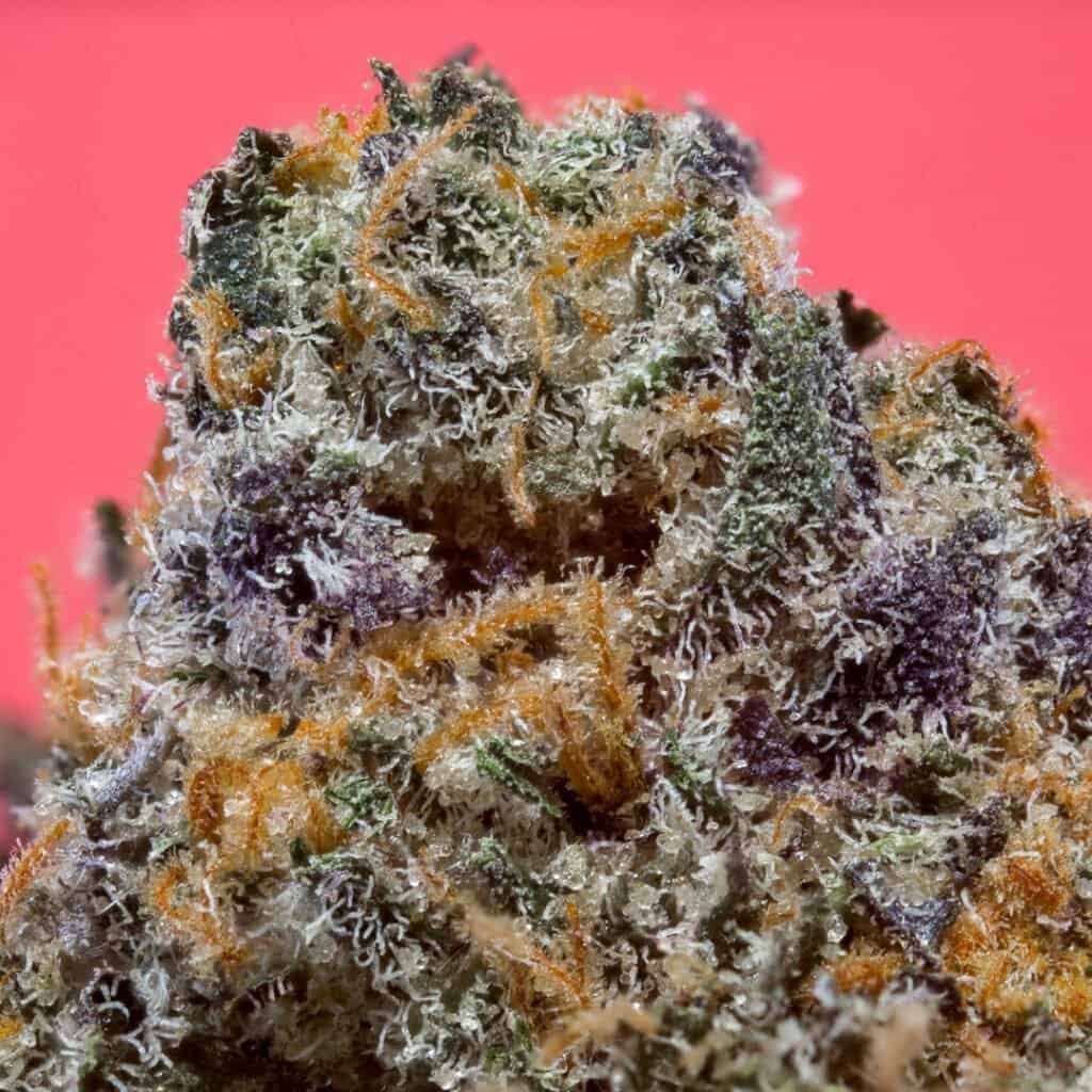 Apple Fritter Cannabis Strain | PacMenDC