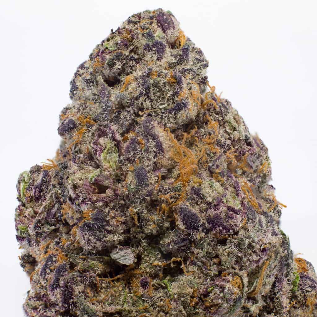 Sunset Sherb x Runtz Cannabis Strain | Darwin Farms