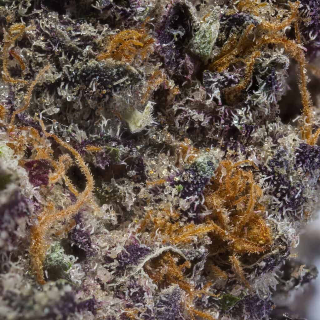 Sunset Sherb x Runtz Cannabis Strain | Darwin Farms