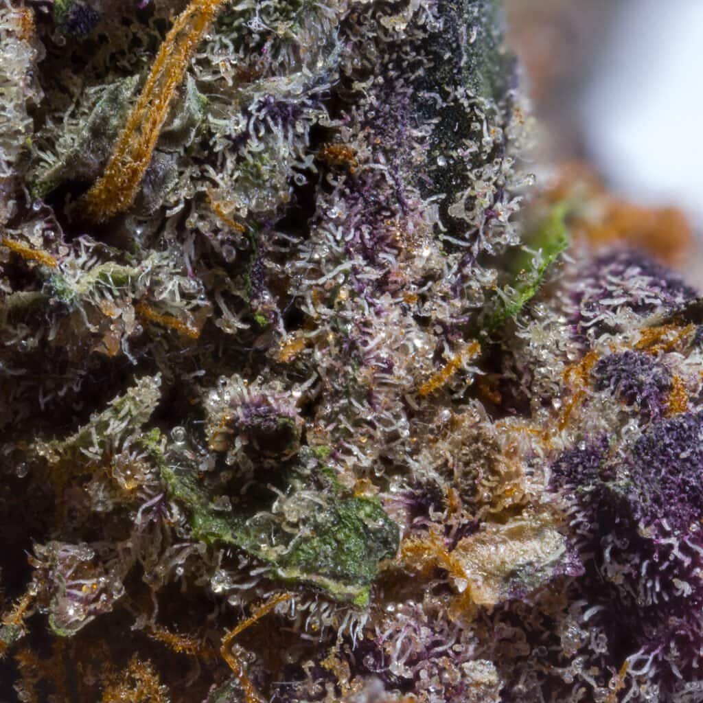 Sunset Sherb x Runtz Cannabis Strain | Darwin Farms