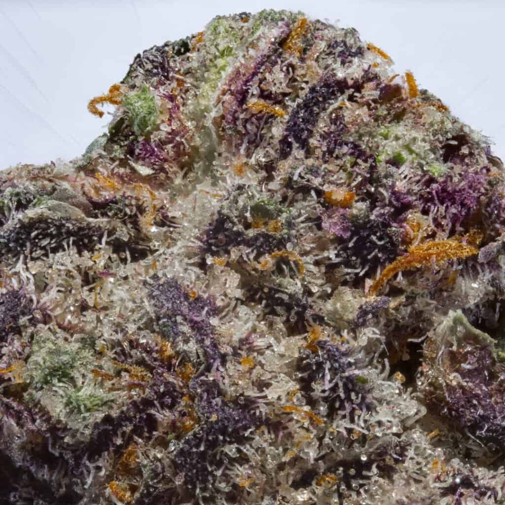 Sunset Sherb x Runtz Cannabis Strain | Darwin Farms