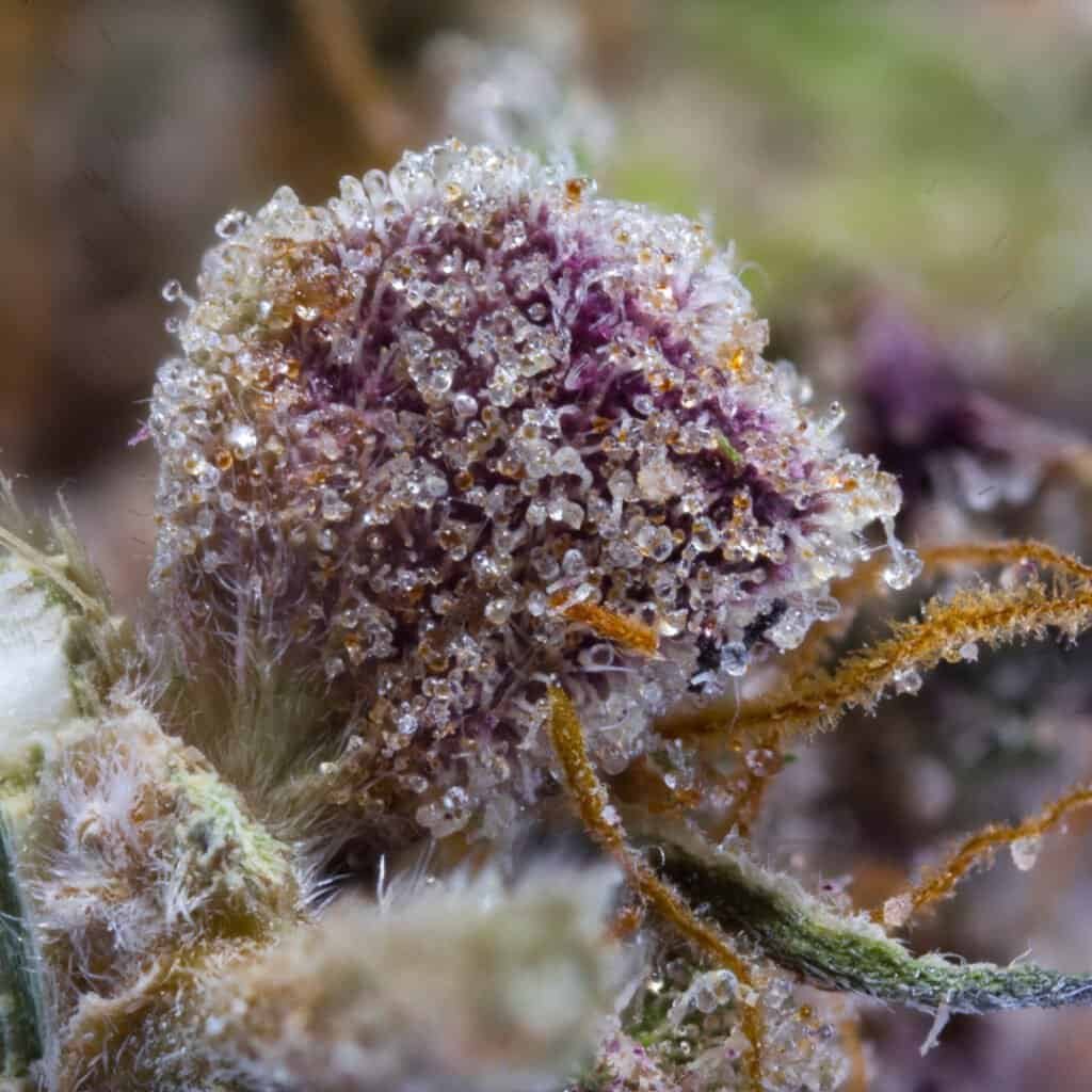 Sunset Sherb x Runtz Cannabis Strain | Darwin Farms