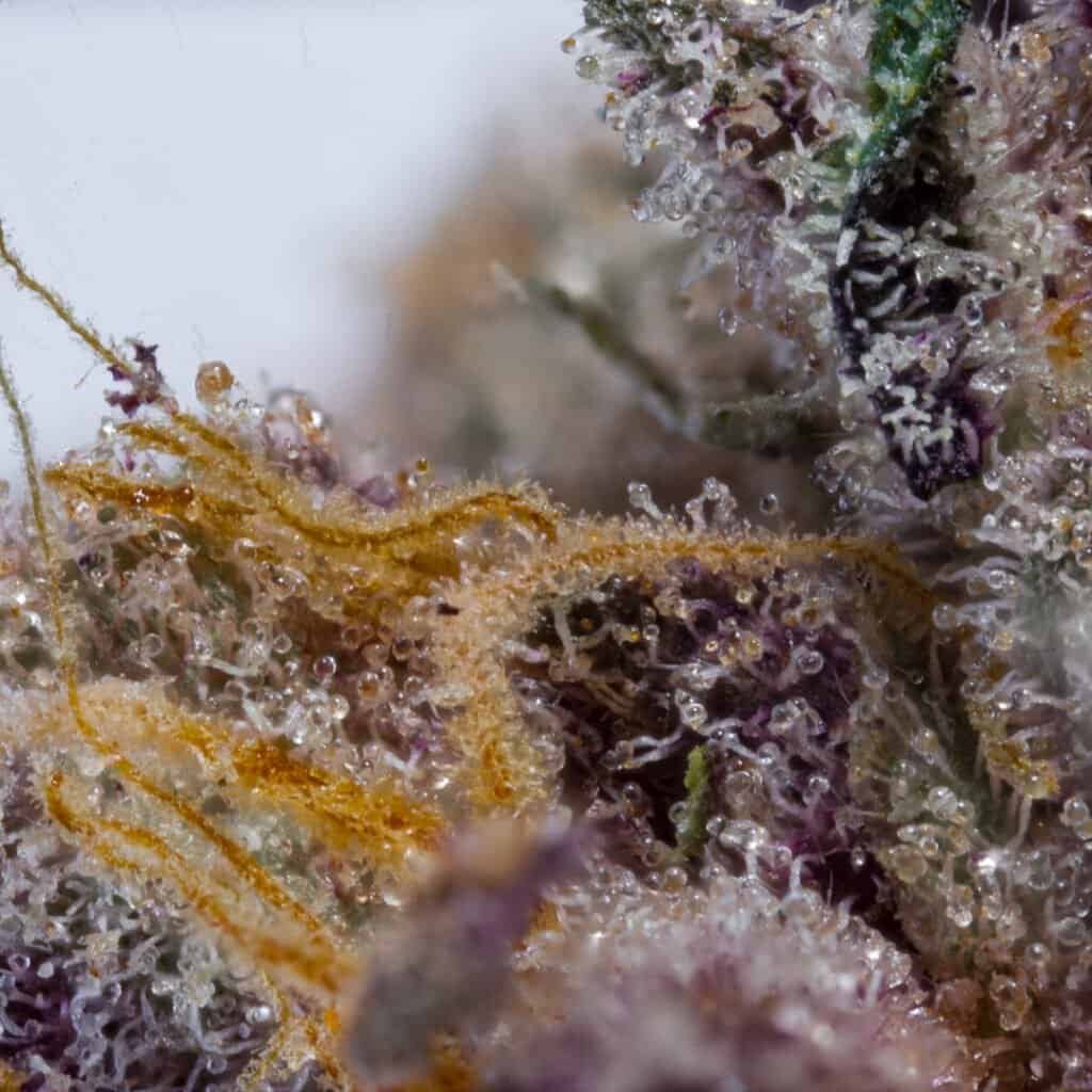 Sunset Sherb x Runtz Cannabis Strain | Darwin Farms