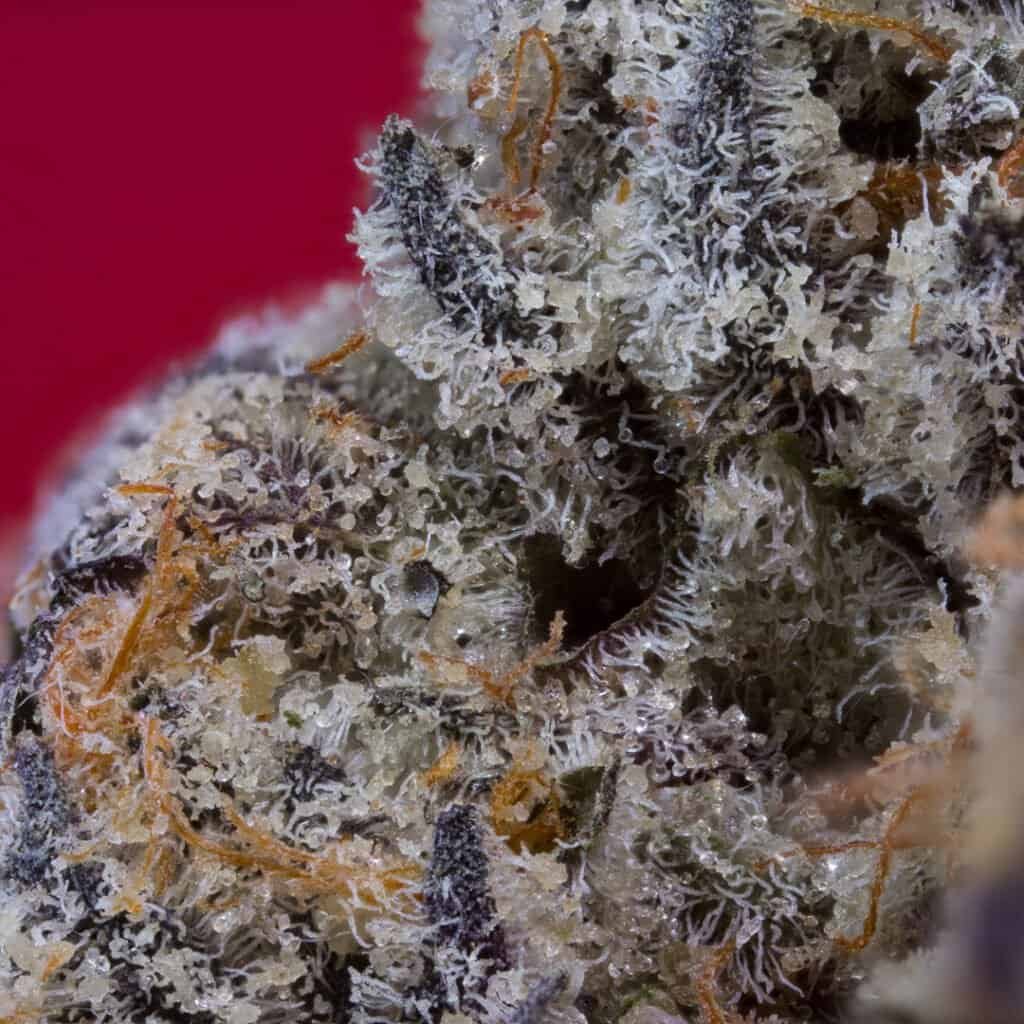 Facemints #4 Cannabis Strain | Pure & Proper Co