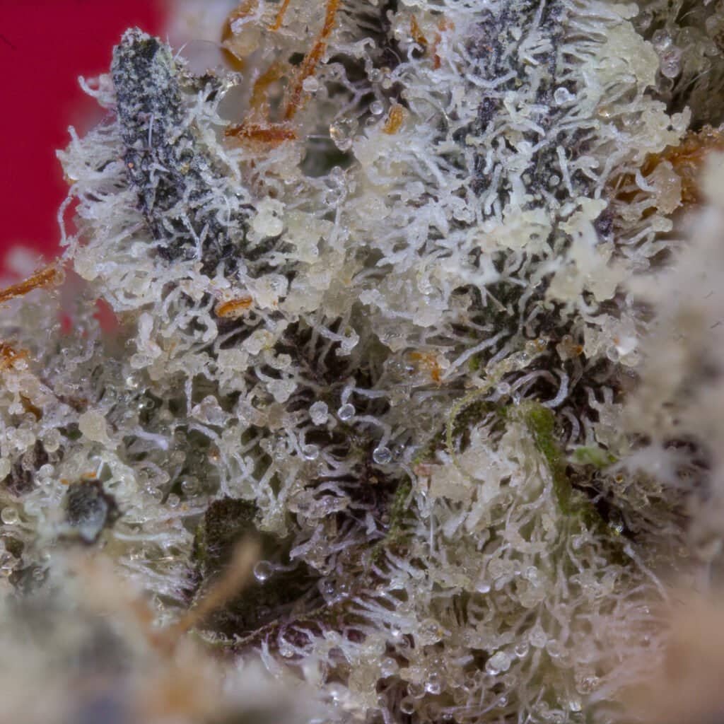 Facemints #4 Cannabis Strain | Pure & Proper Co