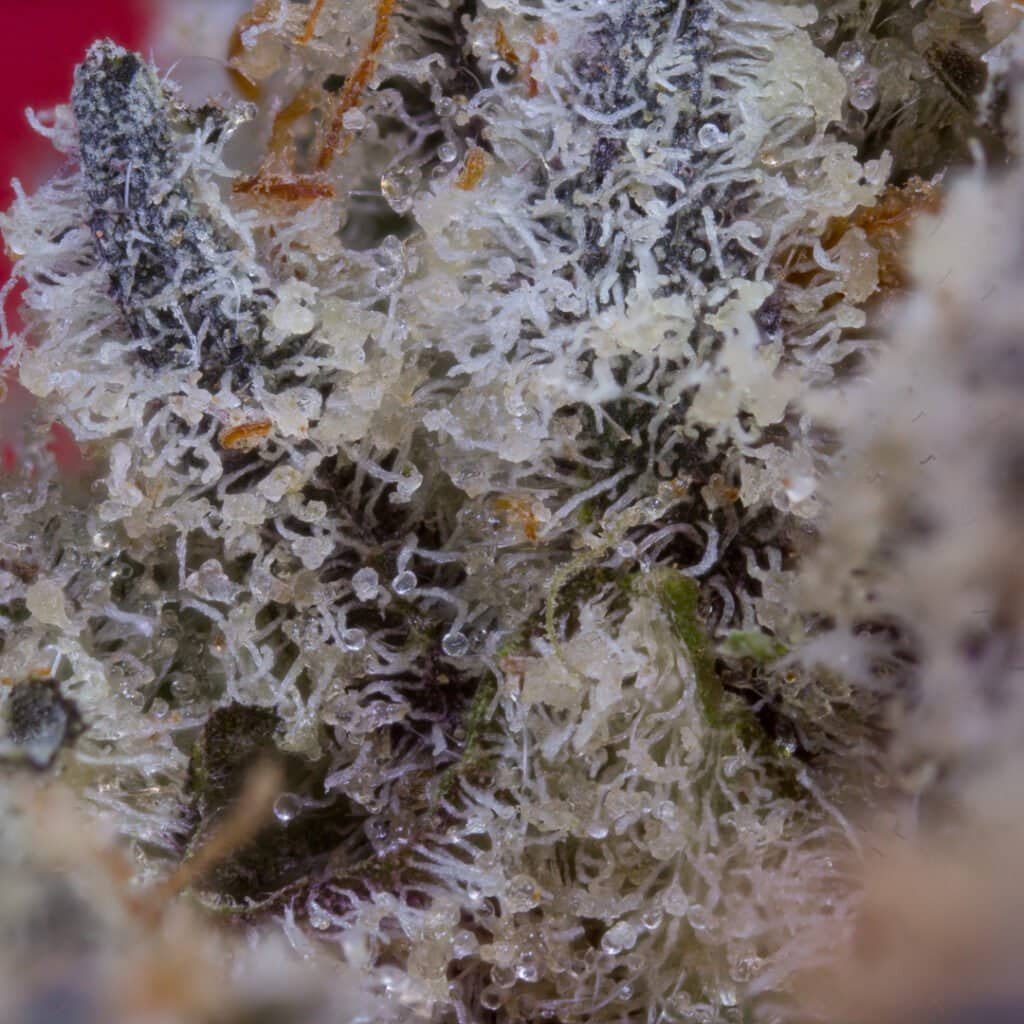 Facemints #4 Cannabis Strain | Pure & Proper Co