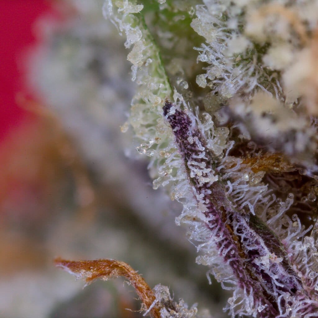 Facemints #4 Cannabis Strain | Pure & Proper Co