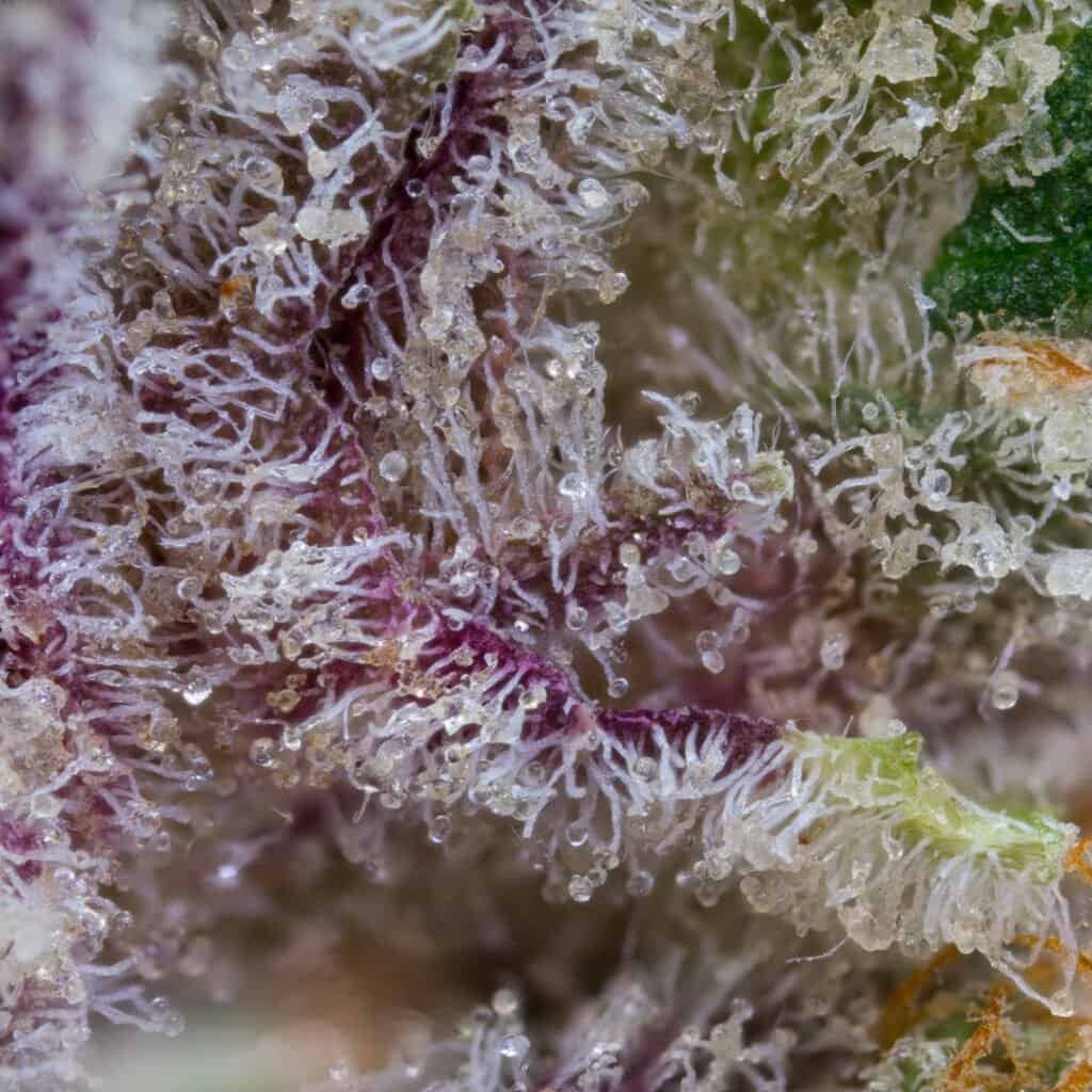 Facemints #4 Cannabis Strain | Pure & Proper Co