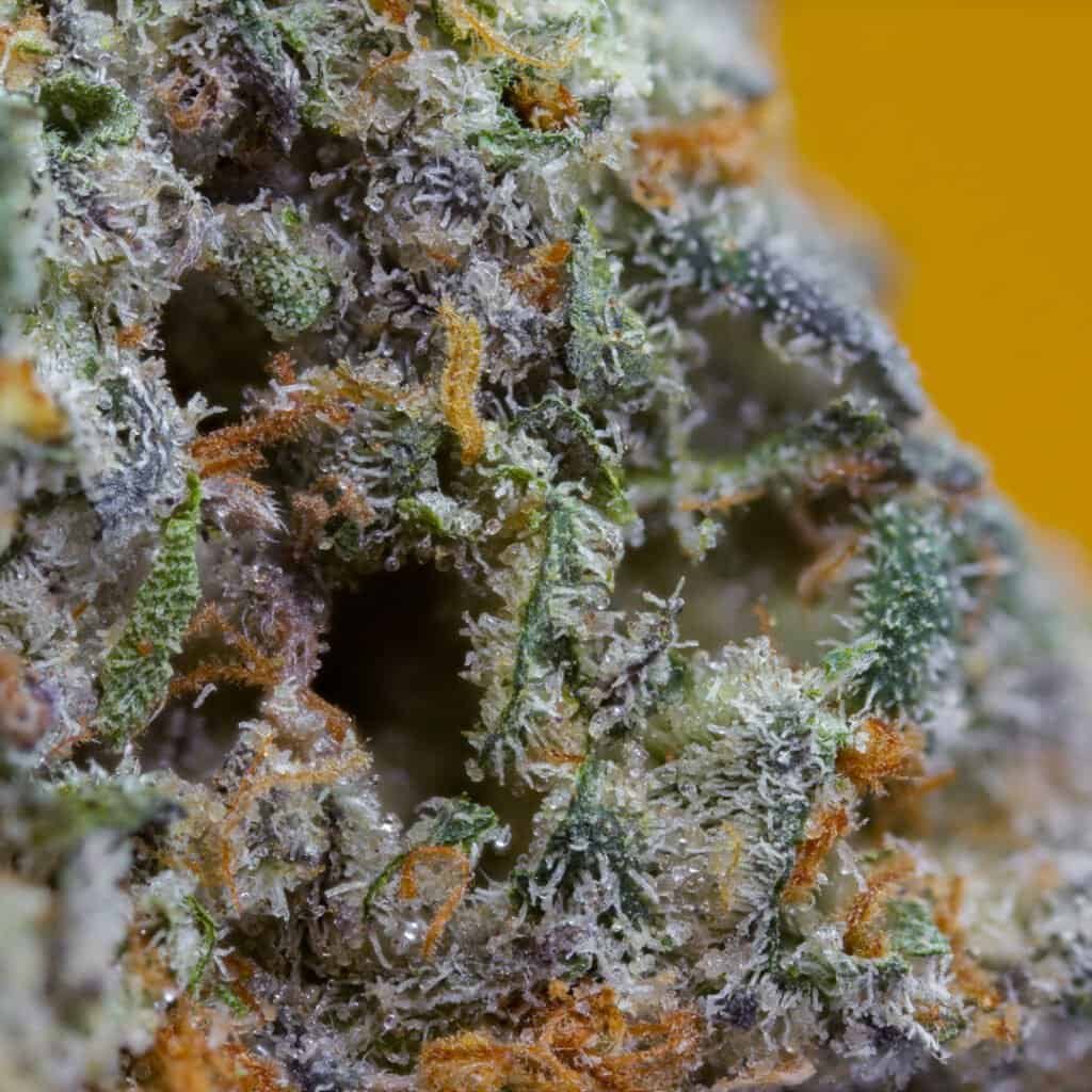 Banana Pancakes Cannabis Strain | official.grla