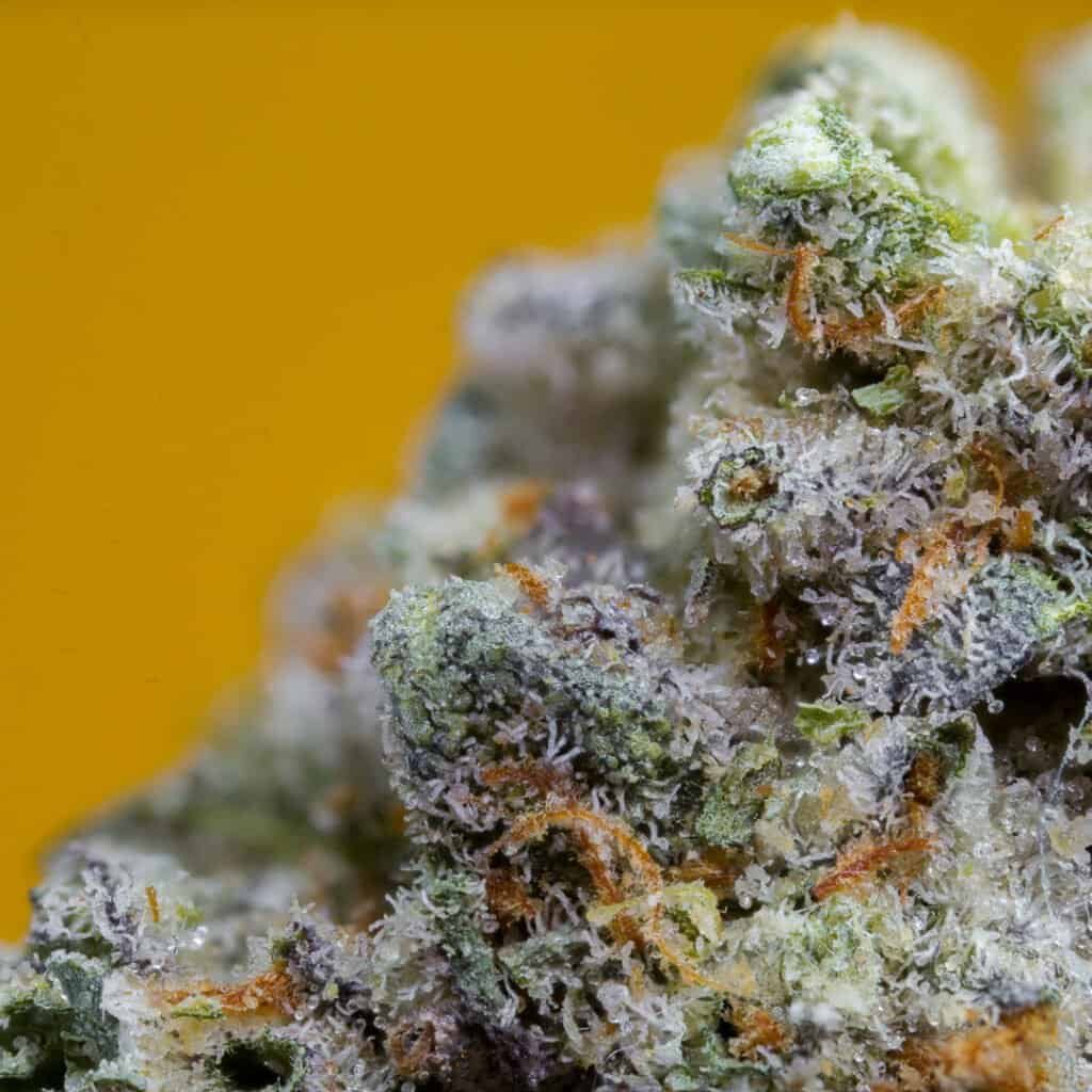 Banana Pancakes Cannabis Strain | official.grla
