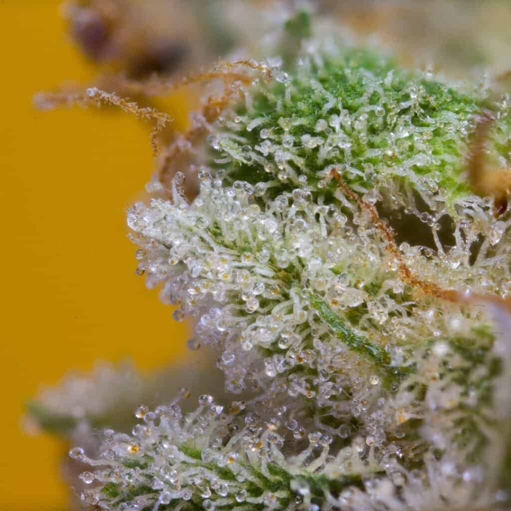 Banana Pancakes Cannabis Strain | official.grla