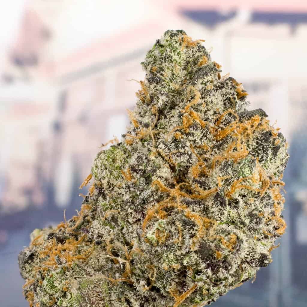 Cherry Drip Cannabis Strain | Deep East