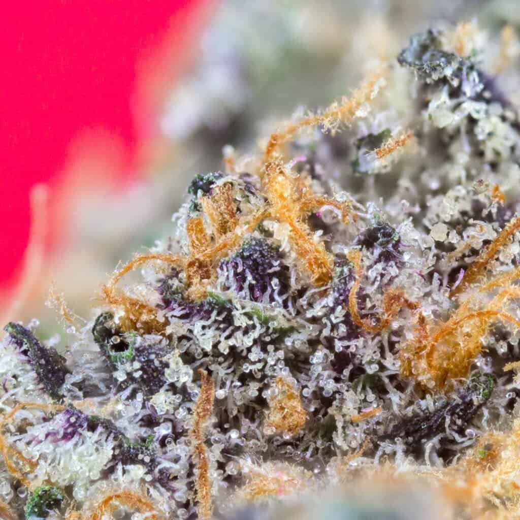 Cherry Drip Cannabis Strain | Deep East