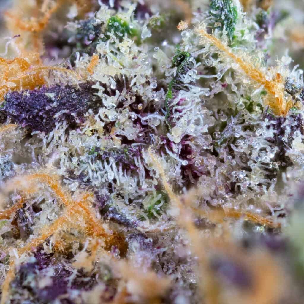 Cherry Drip Cannabis Strain | Deep East