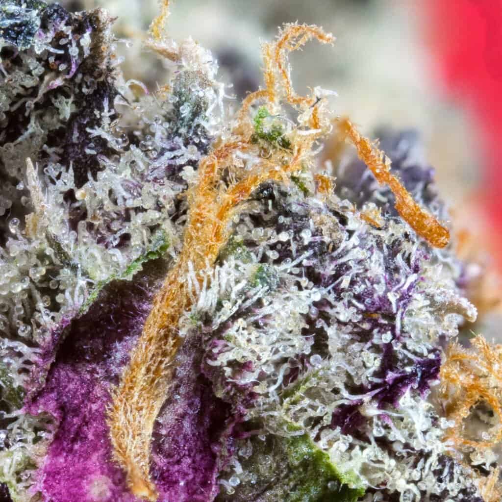 Cherry Drip Cannabis Strain | Deep East