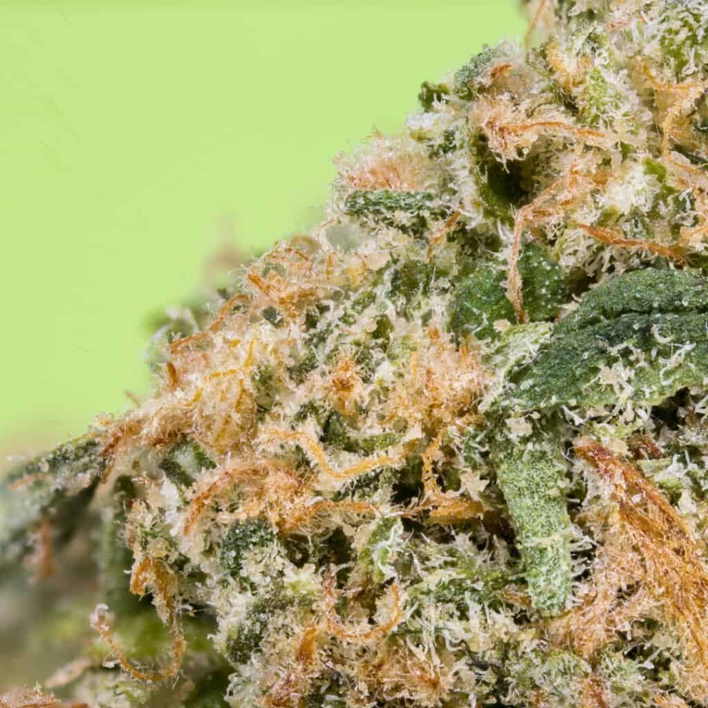 Original Z (Zkittlez) Cannabis Strain | Doja