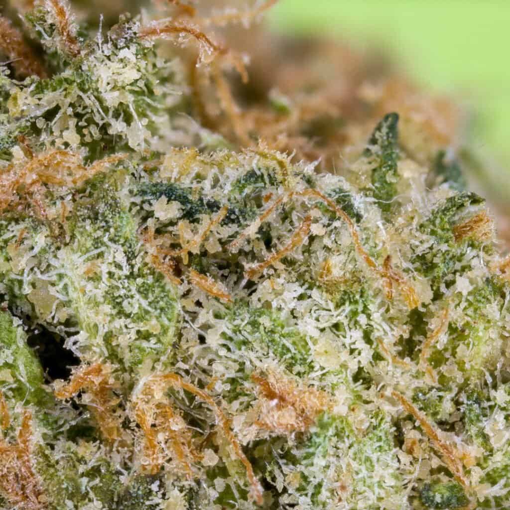 Original Z (Zkittlez) Cannabis Strain | Doja