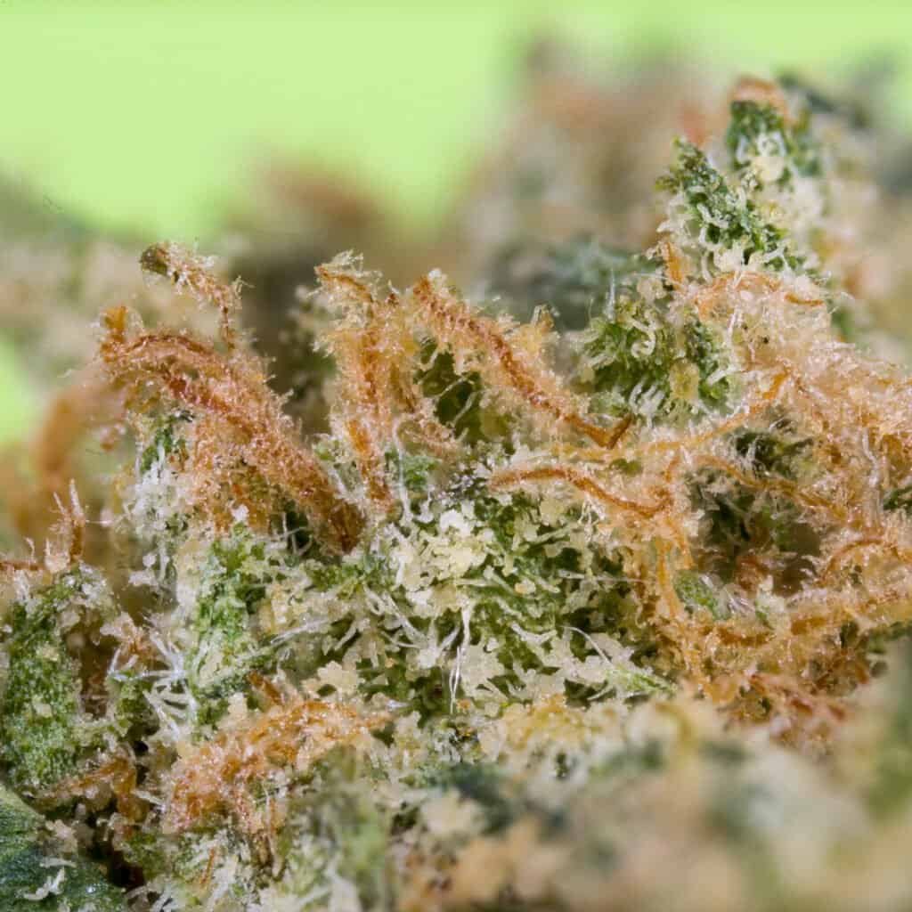 High-quality cannabis bud close-up with trichomes and vibrant green tones.