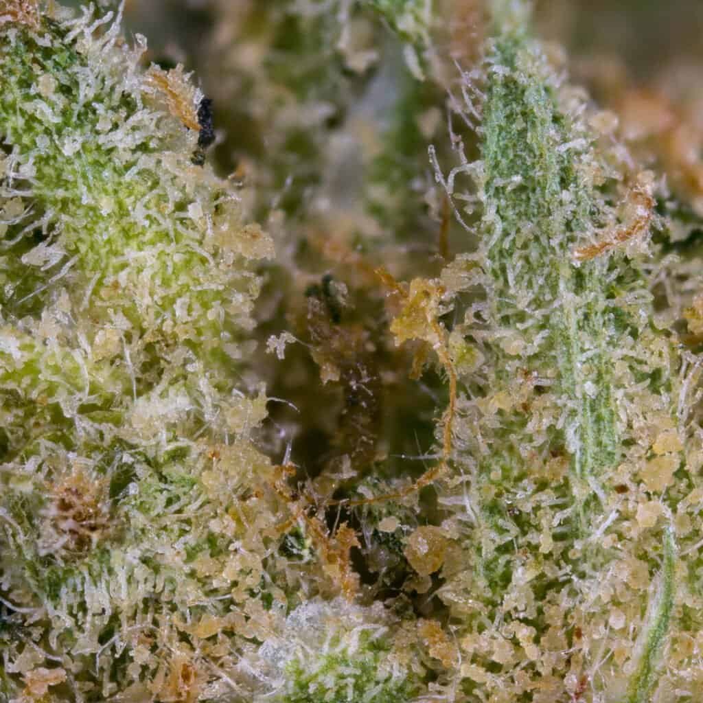 Original Z (Zkittlez) Cannabis Strain | Doja