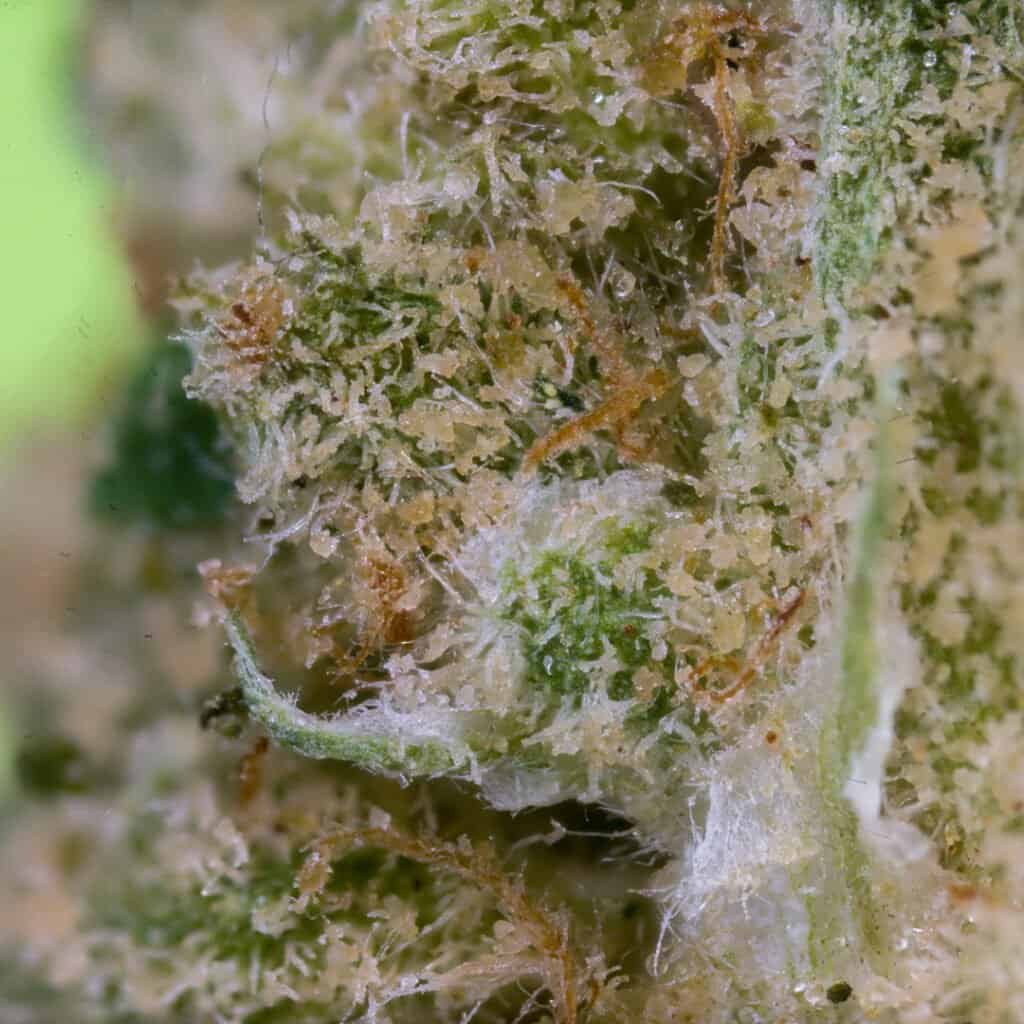 Original Z (Zkittlez) Cannabis Strain | Doja