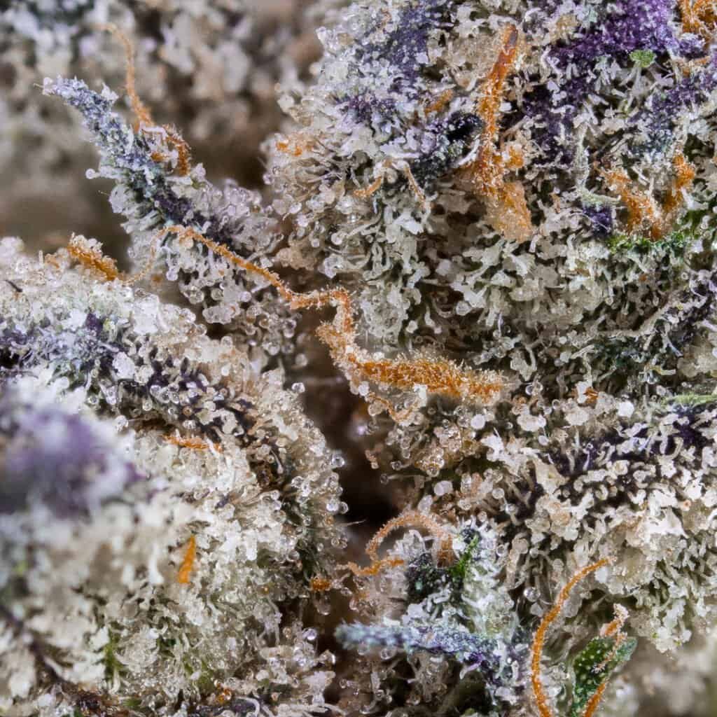 Sour Candy Cannabis Strain | Doja