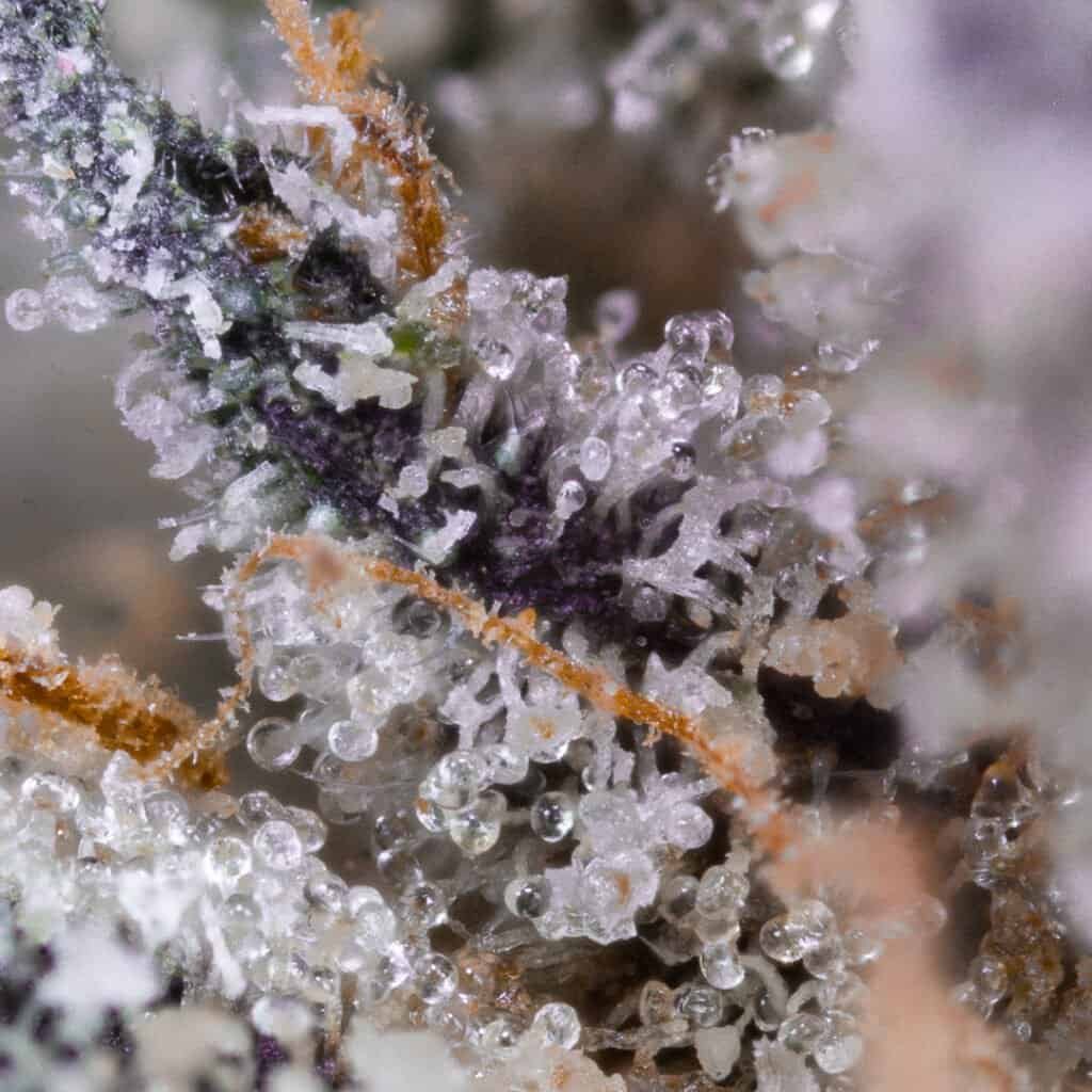 Sour Candy Cannabis Strain | Doja